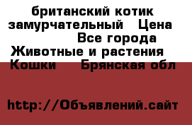 британский котик замурчательный › Цена ­ 12 000 - Все города Животные и растения » Кошки   . Брянская обл.